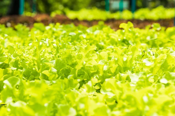 Planting non-toxic Organic vegetables Salad Dressings beautiful
