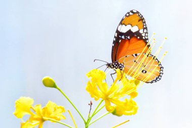 güzel çiçek üzerinde tünemiş bir kelebek