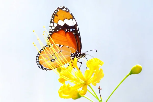 Butterfly Perched Beautiful Flower — Stock Photo, Image