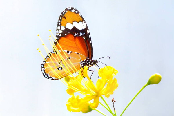 a butterfly perched on the beautiful flower.