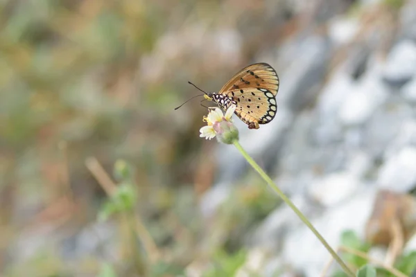 A butterfly perched on the beautiful flower — Stock Photo, Image