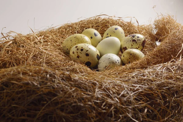 Quail Eggs Nest Hay — Stock Photo, Image