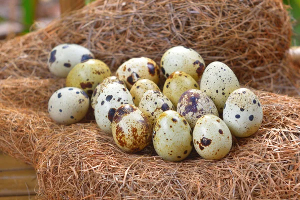 quail eggs in a nest of hay.