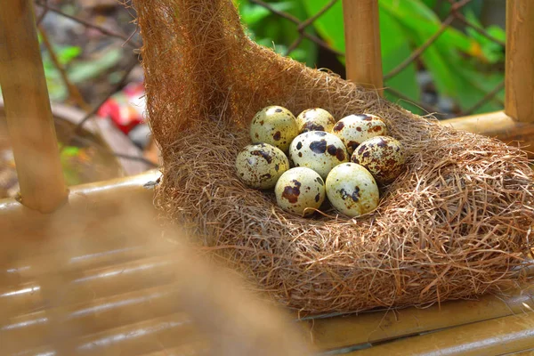Перепелиные Яйца Гнезде Сена — стоковое фото