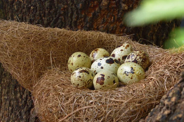quail eggs in a nest of hay.