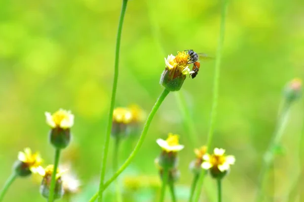 Pszczoła lecąca do pięknego kwiatu — Zdjęcie stockowe