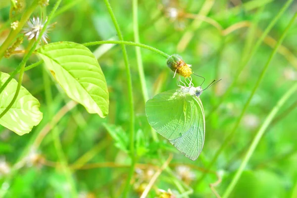 A butterfly perched on the beautiful leaves — Stock Photo, Image