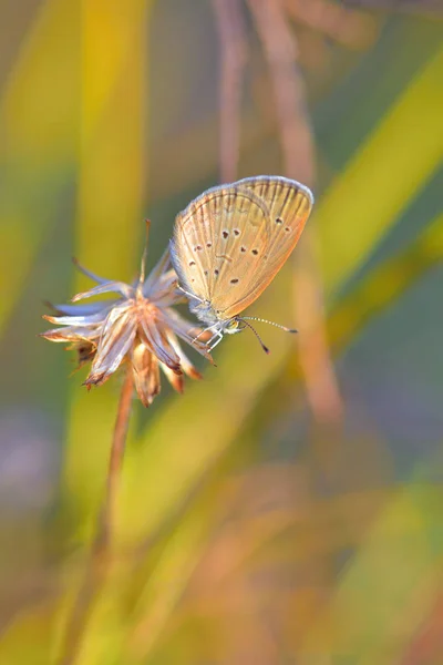 Μια πεταλούδα σκαρφαλωμένο στο όμορφο λουλούδι — Φωτογραφία Αρχείου