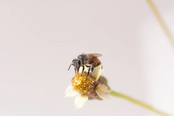 Eine Biene auf der schönen Blume — Stockfoto