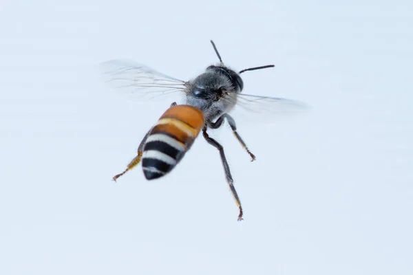 Een honingbij geïsoleerde vliegen op witte achtergrond — Stockfoto