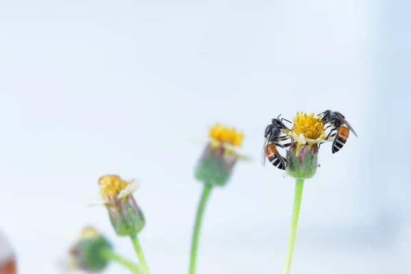 Una abeja encaramada en la hermosa flor — Foto de Stock