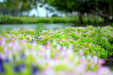 güzel bahar çiçekleri Bahçe doğa arka planda