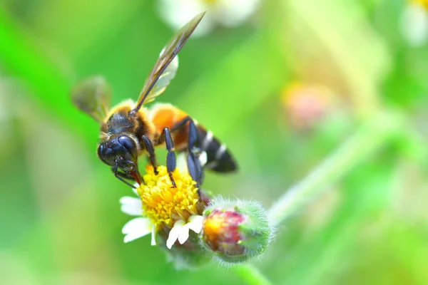 Una abeja encaramada en la hermosa flor — Foto de Stock