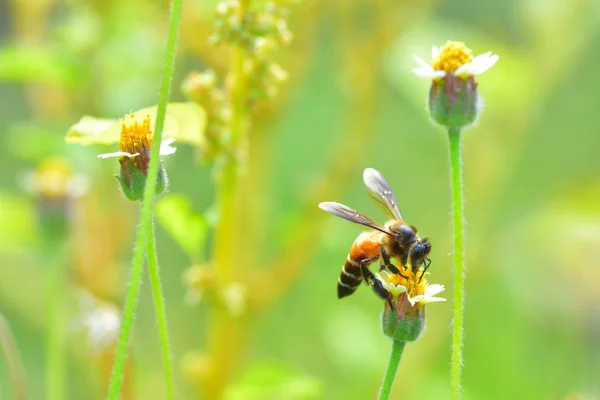 Ett bi uppflugen på den vackra blomman — Stockfoto