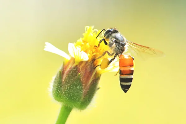Güzel Çiçek Üzerinde Tünemiş Bir Arı — Stok fotoğraf