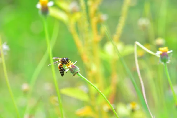 Eine Biene auf der schönen Blume — Stockfoto