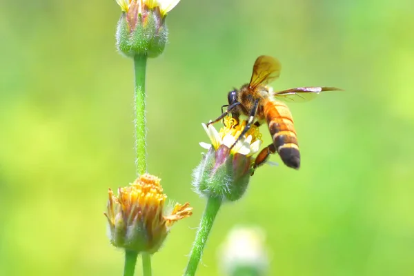 Μια μέλισσα σκαρφαλωμένο στο όμορφο λουλούδι — Φωτογραφία Αρχείου
