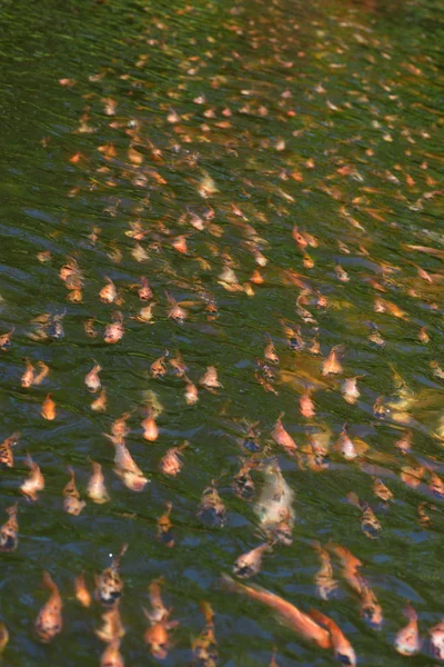 Красочные Кои Рыбы Воде Раки Карпы — стоковое фото
