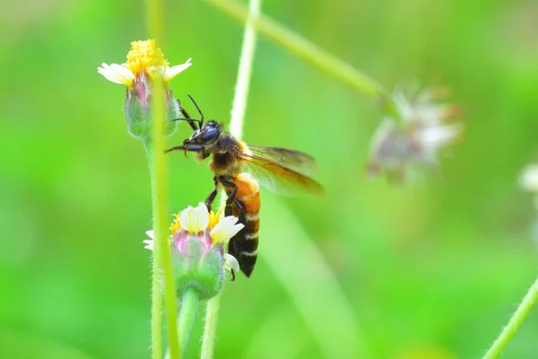 Güzel çiçek üzerinde tünemiş bir arı — Stok fotoğraf