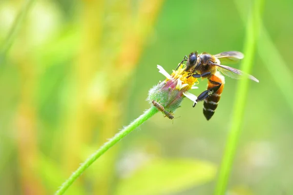 A Bee perched on the beautiful flower — Stock Photo, Image