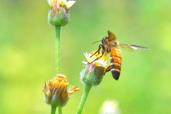 En Bee flyger till den vackra blomman — Stockfoto