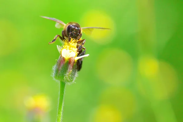 Uma abelha voando para a bela flor — Fotografia de Stock