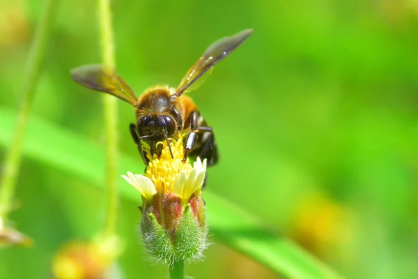 En Bee flyger till den vackra blomman — Stockfoto