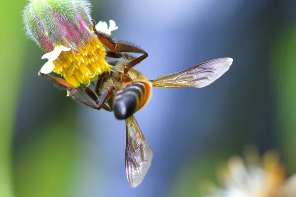 Güzel çiçek üzerinde tünemiş bir arı — Stok fotoğraf