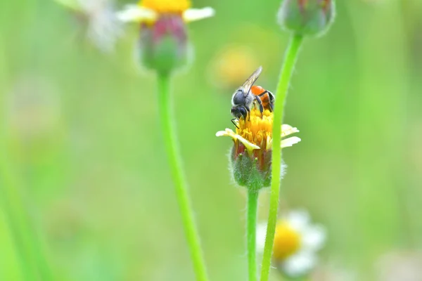 A Bee perched on the beautiful flower — Stock Photo, Image