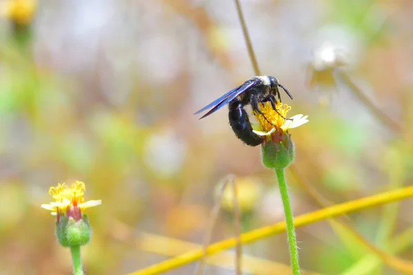 Blue Carpenter bee perched on the beautiful flower.