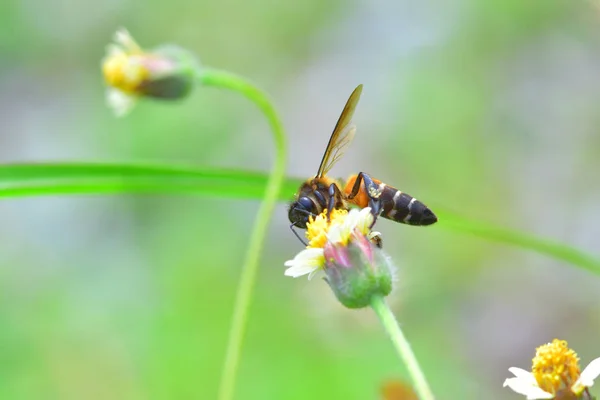 Ett bi uppflugen på den vackra blomman — Stockfoto