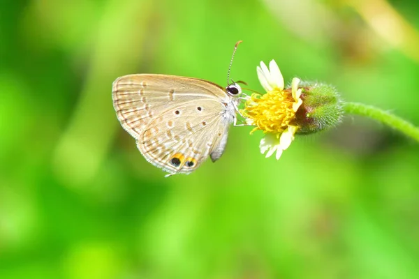 Uma borboleta empoleirada na bela flor — Fotografia de Stock