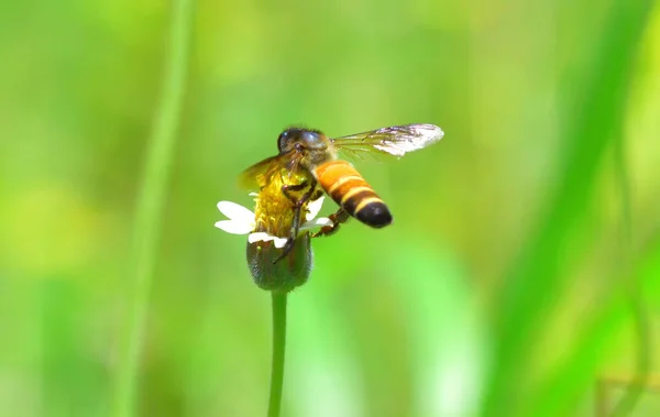 A Bee flying to the beautiful flower — Stock Photo, Image