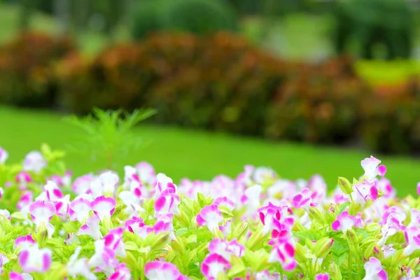 güzel bahar çiçekleri Bahçe doğa arka planda