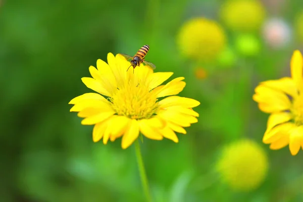 Une abeille volant vers la belle fleur — Photo