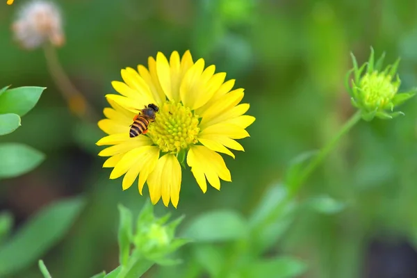 Une abeille volant vers la belle fleur — Photo