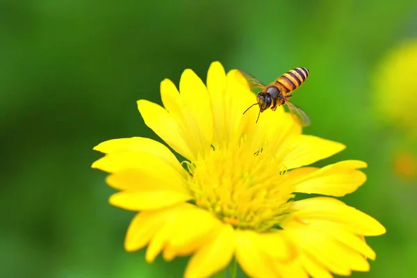 Una abeja volando a la hermosa flor — Foto de Stock