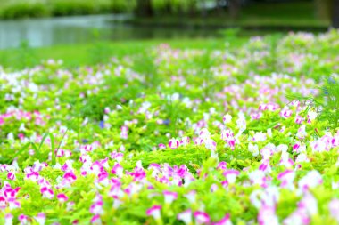 güzel bahar çiçekleri Bahçe doğa arka planda