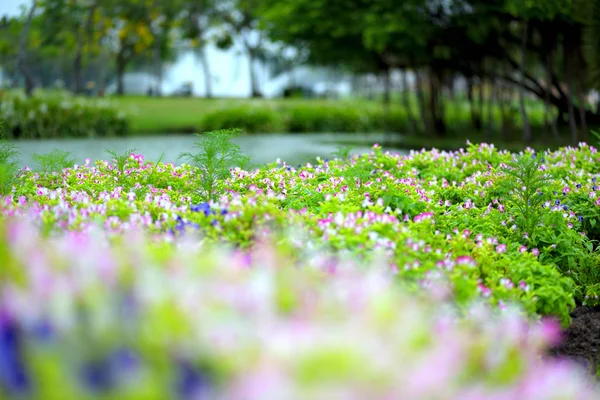 Hermosas flores de primavera en el fondo de la naturaleza jardín — Foto de Stock