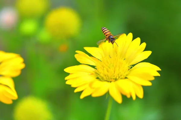 Bir arı güzel çiçeğe doğru uçar — Stok fotoğraf