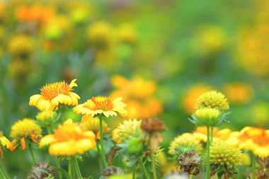 güzel bahar çiçekleri Bahçe doğa arka planda