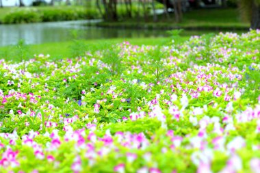 bir çiçek doğa arka plan