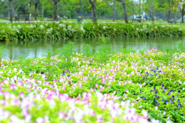 bir çiçek doğa arka plan