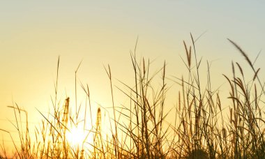 Çiçek çim ve gündoğumu arka planda inşaat alanı kapatın.