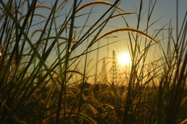 Çiçek çim ve gündoğumu arka planda inşaat alanı kapatın.