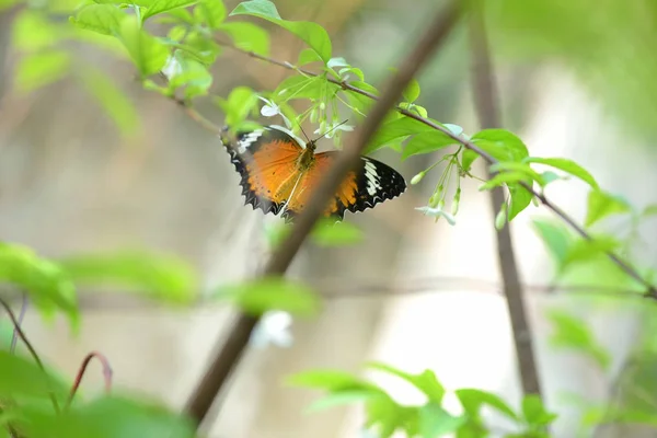 Borboleta Voando Para Flor — Fotografia de Stock