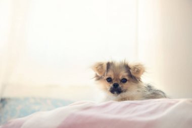 Sevimli yavru Pomeranian karışık ırk Pekingese köpek