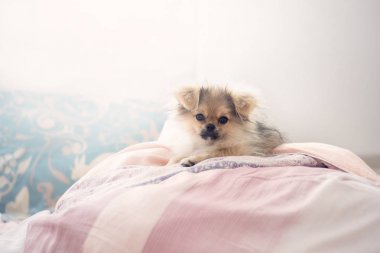 Sevimli yavru Pomeranian karışık ırk Pekingese köpek