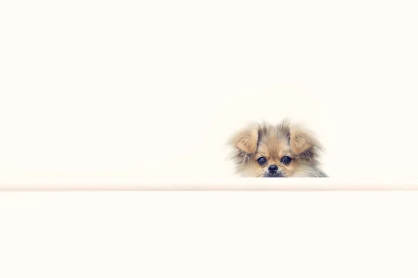 Sevimli yavru Pomeranian karışık ırk Pekingese köpek — Stok fotoğraf