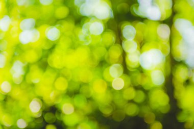 güzel doğal yeşil yaprak ve soyut bokeh ışık backg bulanıklığı